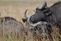 Syncerus caffer caffer