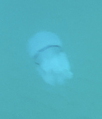 Rhizostoma pulmo
