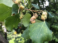 Pemphigus spyrothecae