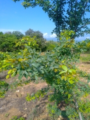 Pithecellobium dulce