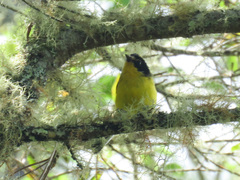 Myioborus flavivertex