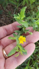 Heterotheca subaxillaris