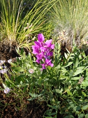 Oxytropis lambertii
