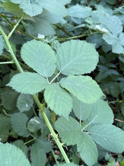 Rubus