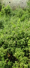 Chromolaena odorata