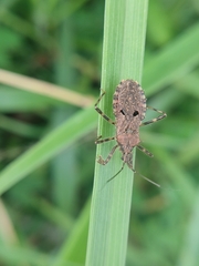Reduviidae