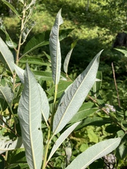 Salix humilis