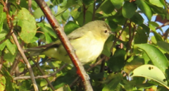 Vireo philadelphicus