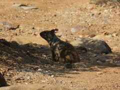 Otospermophilus variegatus