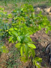 Pithecellobium dulce