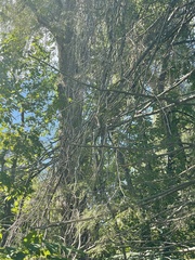 Celastrus orbiculatus