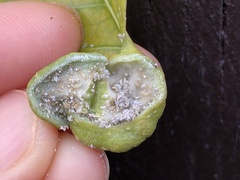 Pemphigus spyrothecae