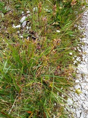 Pedicularis
