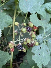Rubus
