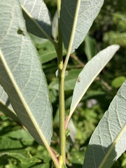 Salix humilis