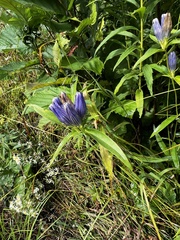 Gentiana linearis