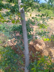 Pithecellobium dulce