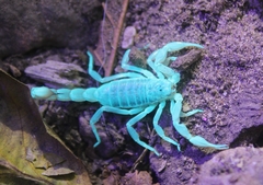 Paruroctonus silvestrii