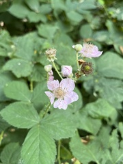Rubus