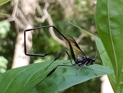 Pelecinus polyturator