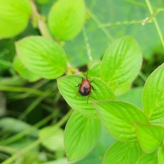 Hemithyrsocera palliata