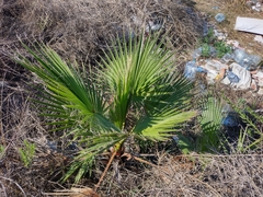 Washingtonia filifera