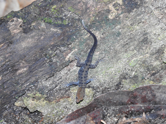 Gonatodes albogularis