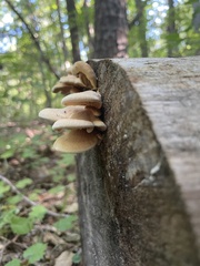 Crepidotus mollis