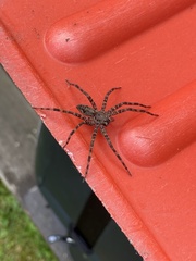 Dolomedes tenebrosus