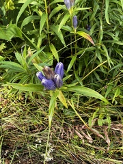 Gentiana linearis