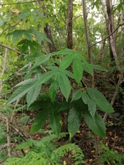 Cochlospermum vitifolium