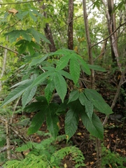 Cochlospermum vitifolium