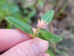 Gomphrena serrata