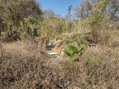 Washingtonia filifera