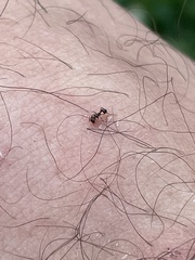 Tetramorium tsushimae