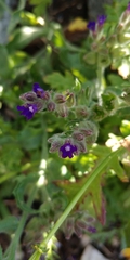 Anchusa officinalis