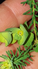 Euphorbia ericoides