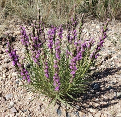 Liatris punctata