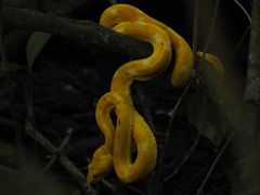 Bothriechis schlegelii