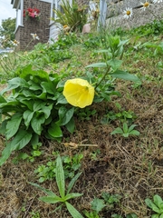 Oenothera glazioviana