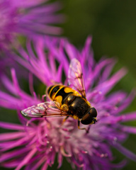 Eristalis horticola