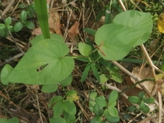 Viola canina