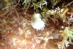 Diaulula sandiegensis