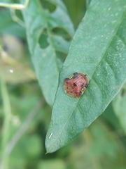 Laccoptera nepalensis