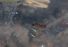 Amphipoda