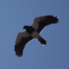 Daptrius megalopterus