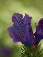 Echium