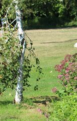 Betula utilis jacquemontii