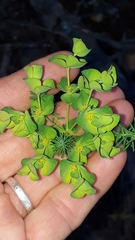 Euphorbia ericoides