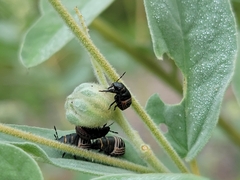 Orsilochides guttata